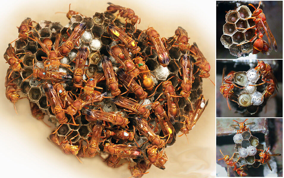 Indian paper wasp Ropalidia marginata