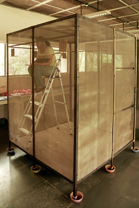 wasp study cage observer