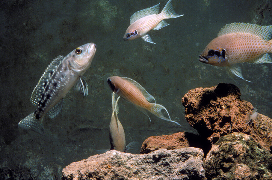 cichlid predation cooperation
