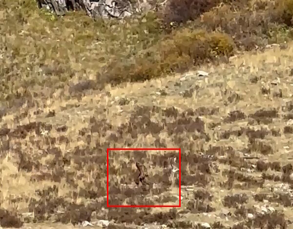 Click to enlarge bigfoot sighting colorado october 2023