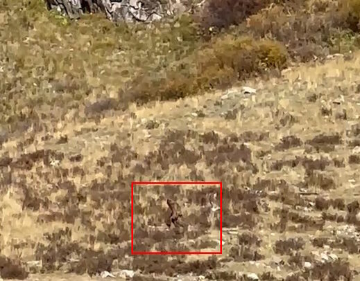 Click to enlarge bigfoot sighting colorado october 2023