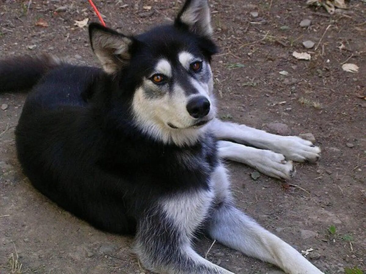 Click to enlarge Wolf dog Hybrid