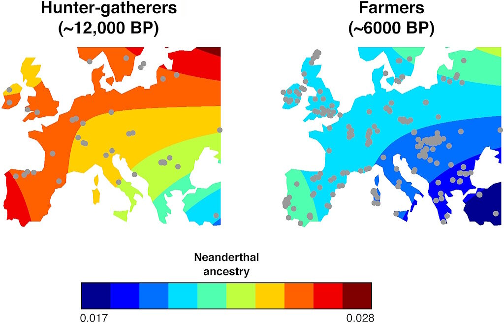 spread neanderthal genes western europe migration farmers