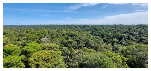 Forested landscape of Amazonia