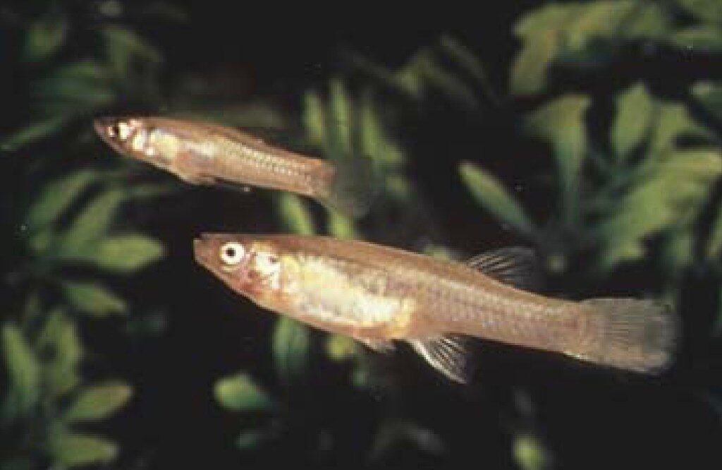San Marcos gambusia  extinct fish endangerd species