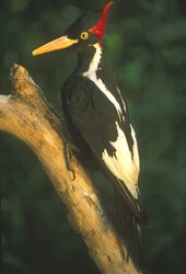 ivory-billed woodpecker endangered list