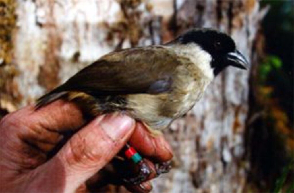 bird honey creeper extinct list