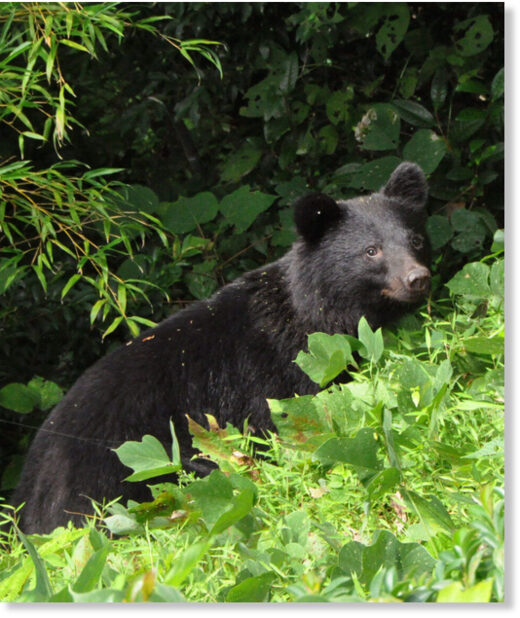A black bear at a residential area in Kanazawa, Japan on Sept. 29, 2010.