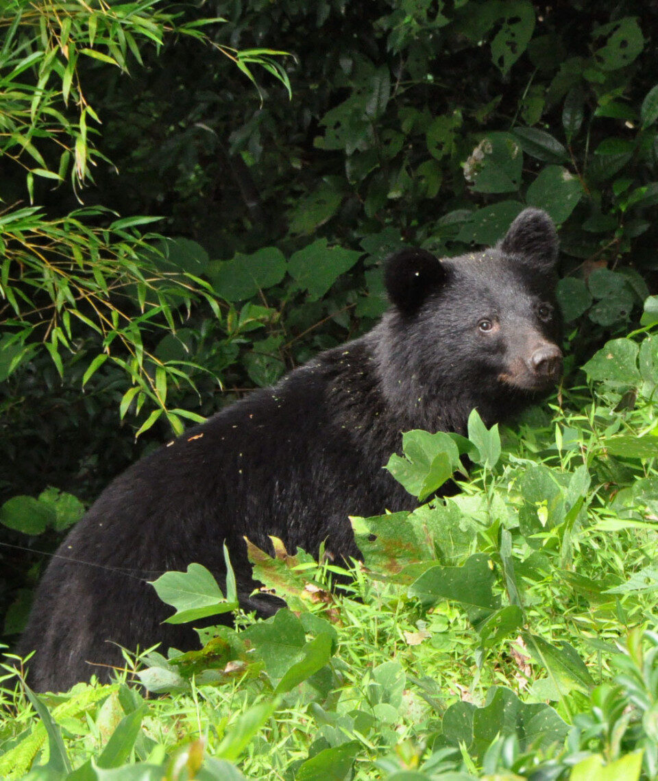 A black bear at a residential area in Kanazawa, Japan on Sept. 29, 2010.