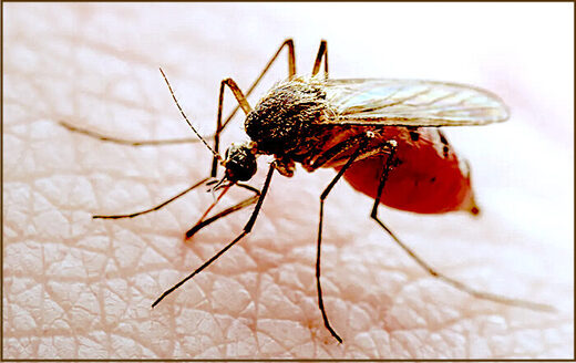 mosquito