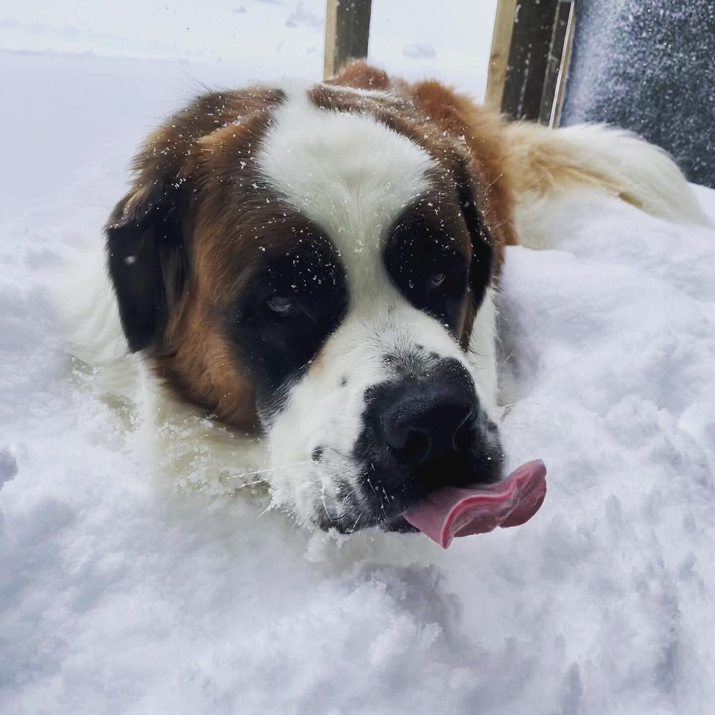 Finger licking good, Bruno enjoying the snowfalls at Timberline Lodge, OR.