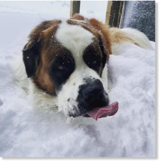 Finger licking good, Bruno enjoying the snowfalls at Timberline Lodge, OR.