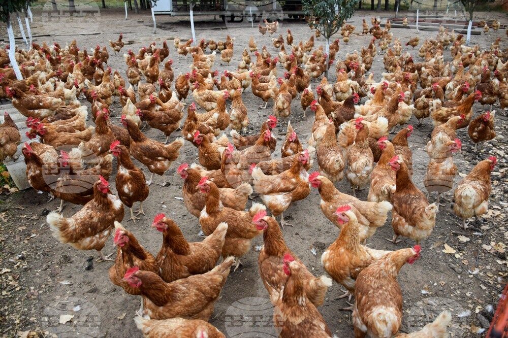chickens