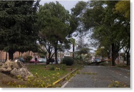 Several large trees fell due to the strong wind storm in Seville.