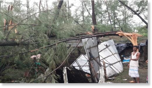 A tree falls on a tin shed house due to the impact of cyclonic storm Hamoon on Tuesday, October 24, 2023.