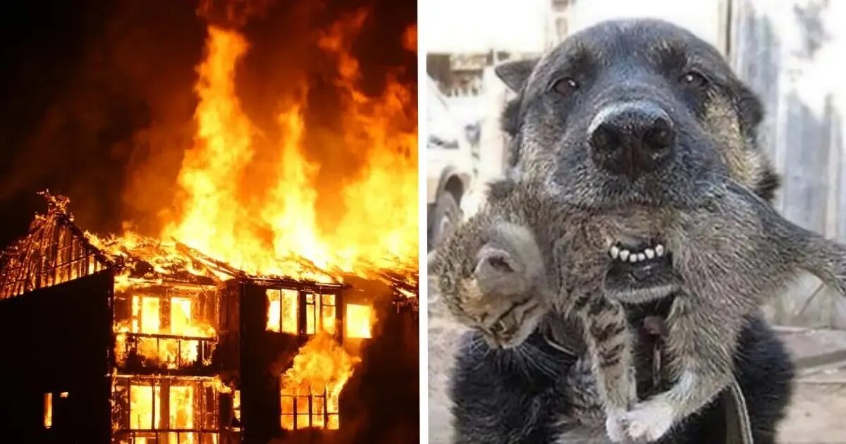 Click to enlarge Dog Saving Cat