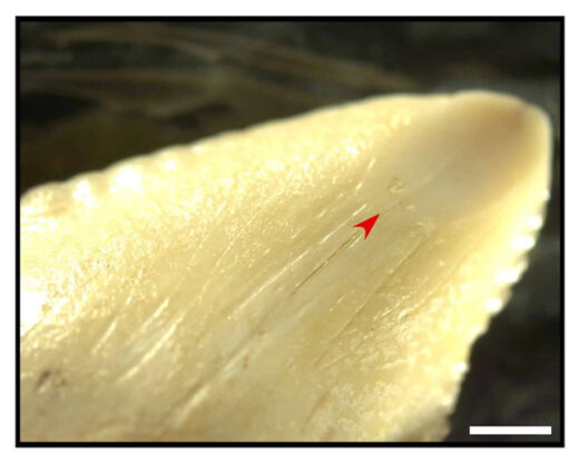 Click to enlarge Ancient Shark Tooth
