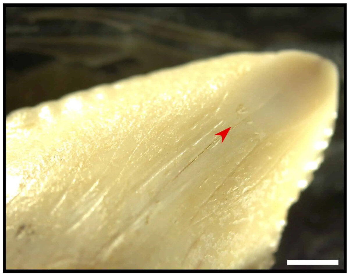 Ancient Shark Tooth