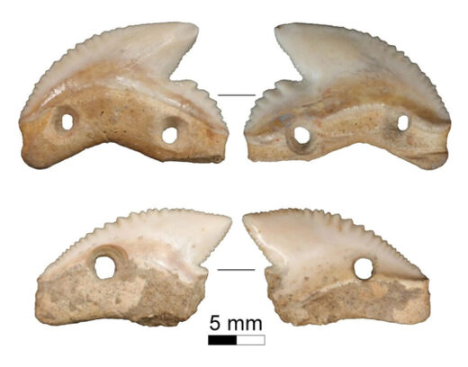 7,000-year-old tiger shark teeth
