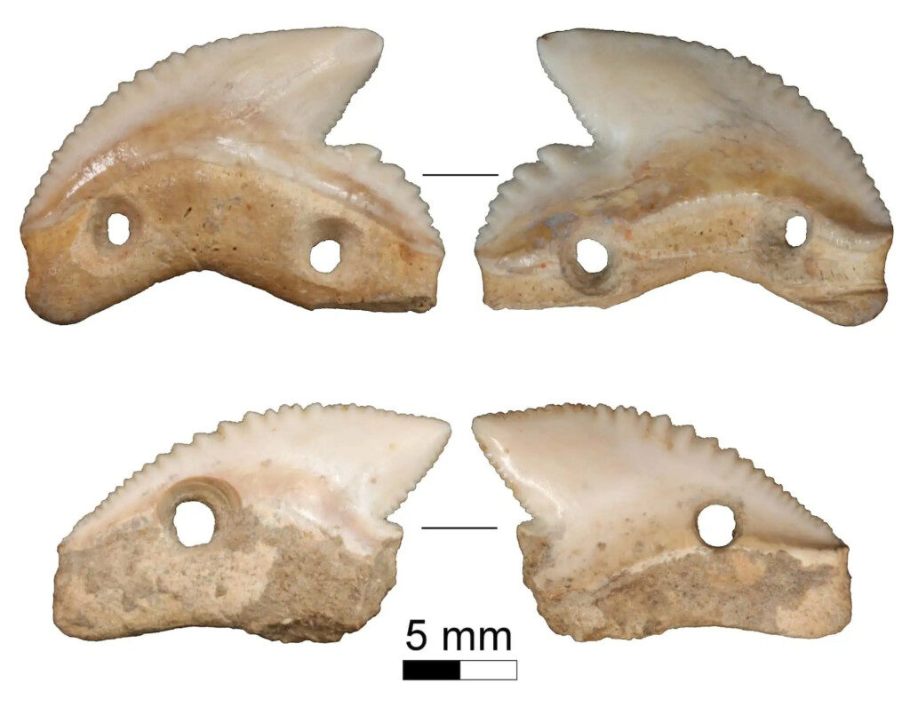 7,000-year-old tiger shark teeth