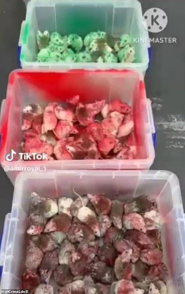 palestine mice
