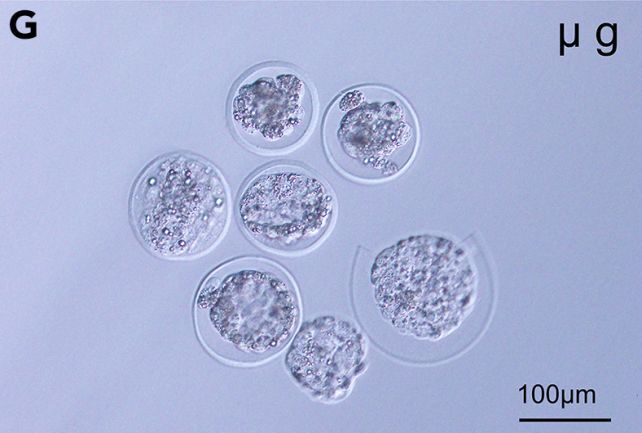 mouse embryo space
