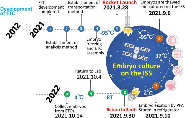 mouse embryo space