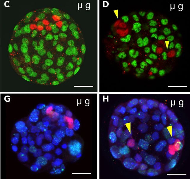 mouse embryo space