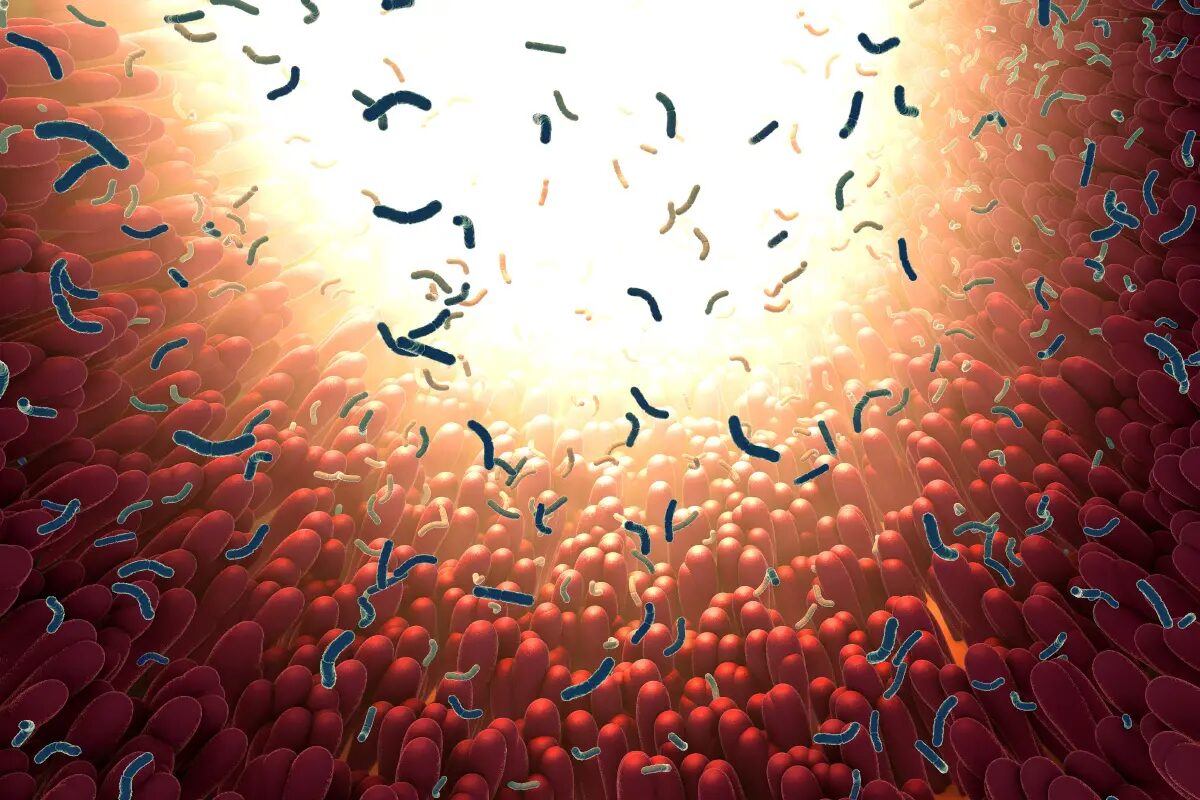 Click to enlarge gut microbes