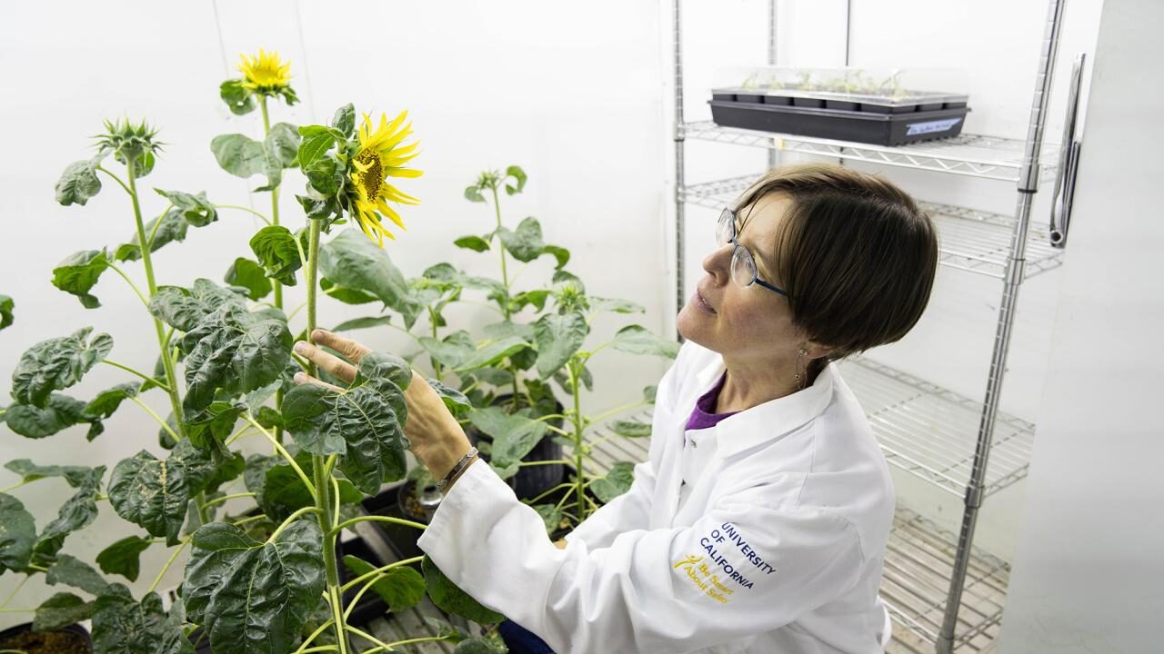 Plant biologist Stacey Harmer sunflowers lab