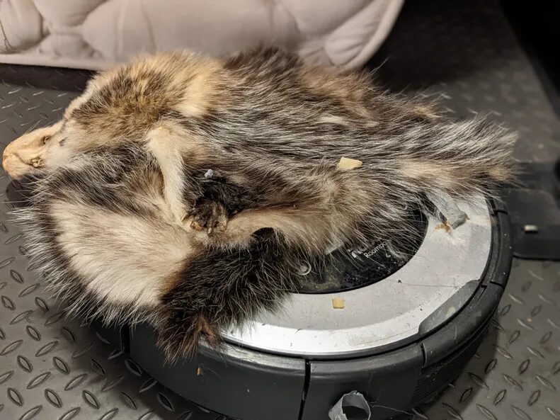 Click to enlarge roomba south pole costume cat