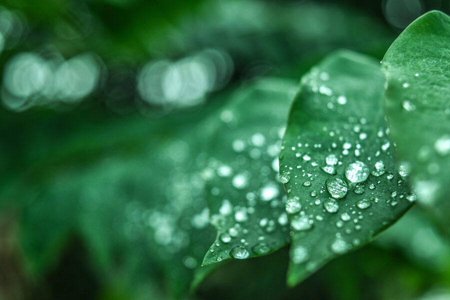 Water droplets on Leaf