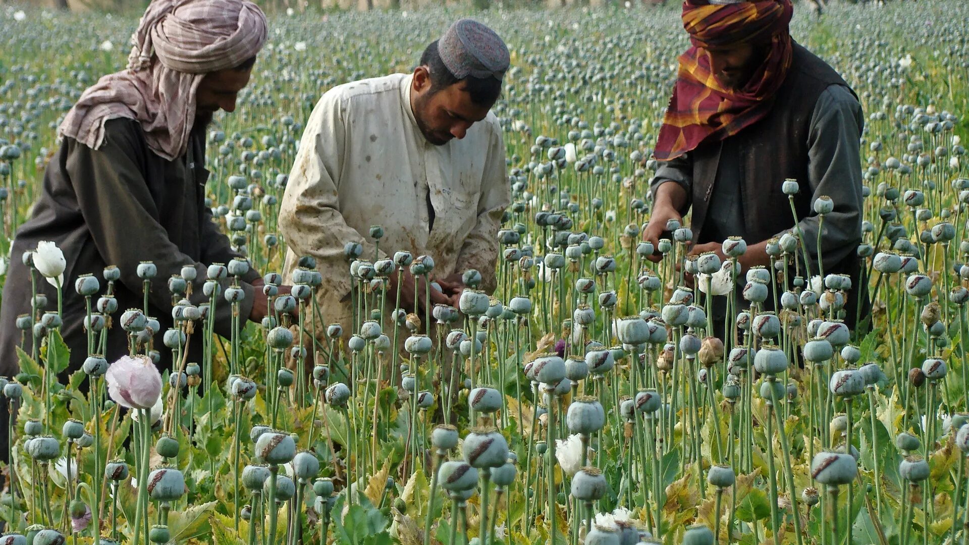 afghanistan opium poppy