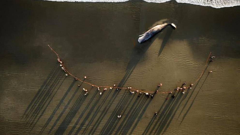 The 15-meter sperm whale is being buried on a Christchurch beach.