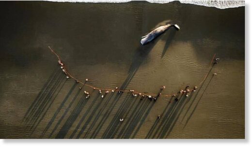 The 15-meter sperm whale is being buried on a Christchurch beach.