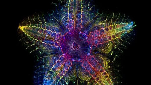 Nervous system in older Patiria starfish anatomy