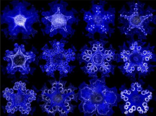 Click to enlarge starfish ultraviolet light nervous system genome
