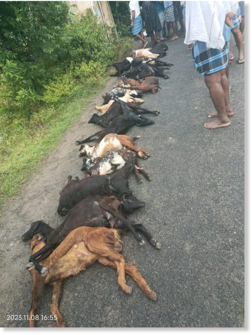 The goats were grazing in the field on the outskirts of the village when lightning struck them.