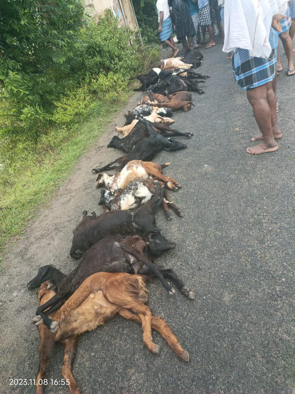 The goats were grazing in the field on the outskirts of the village when lightning struck them.