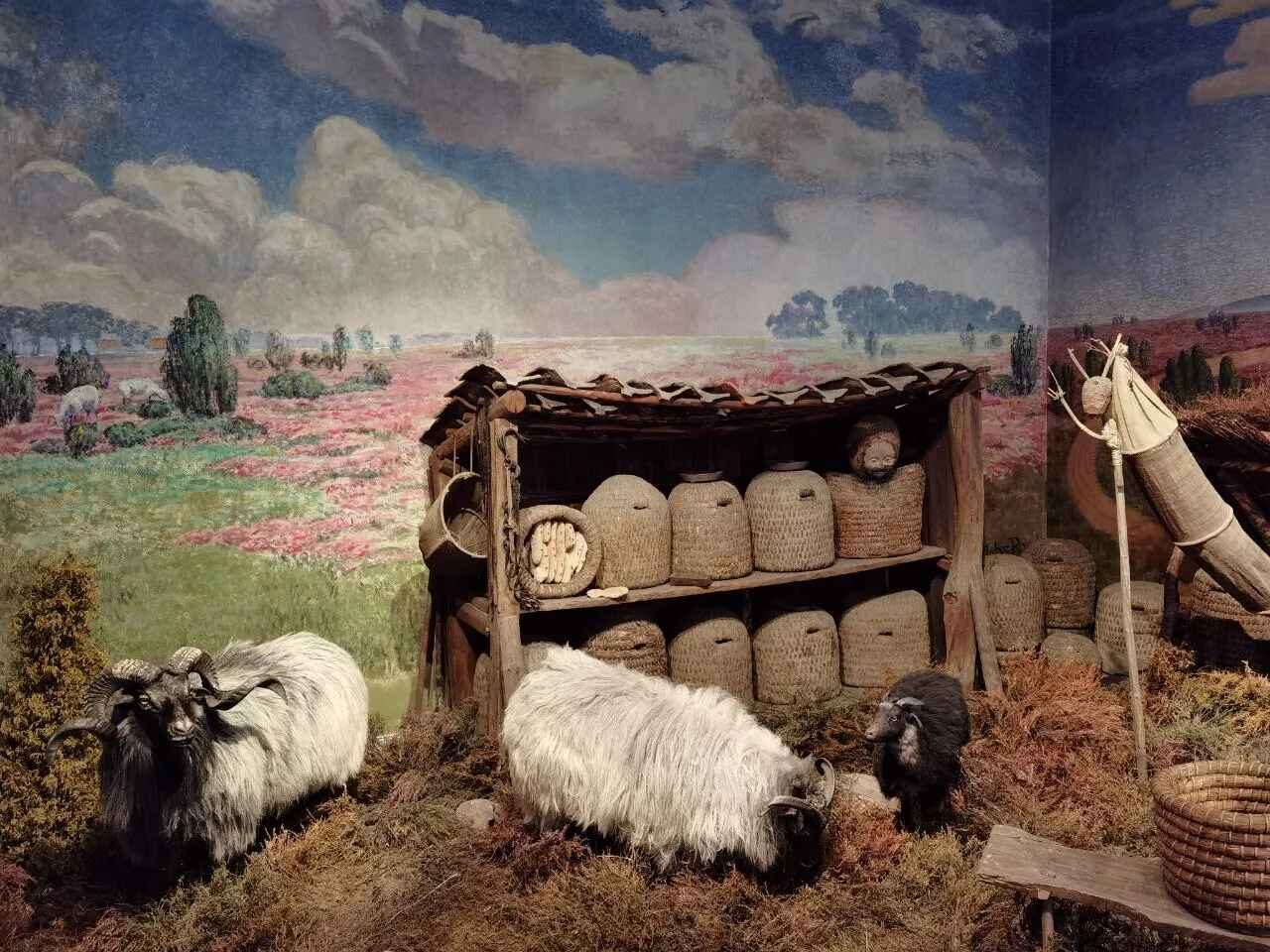 sheep