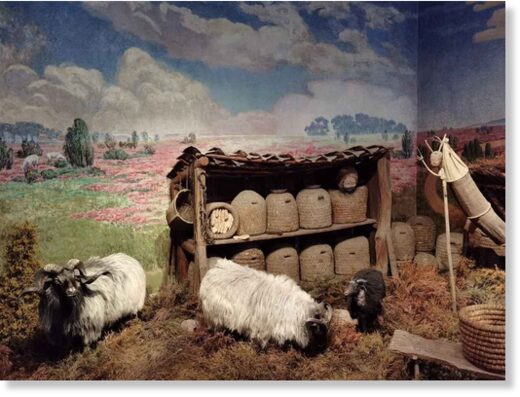 sheep