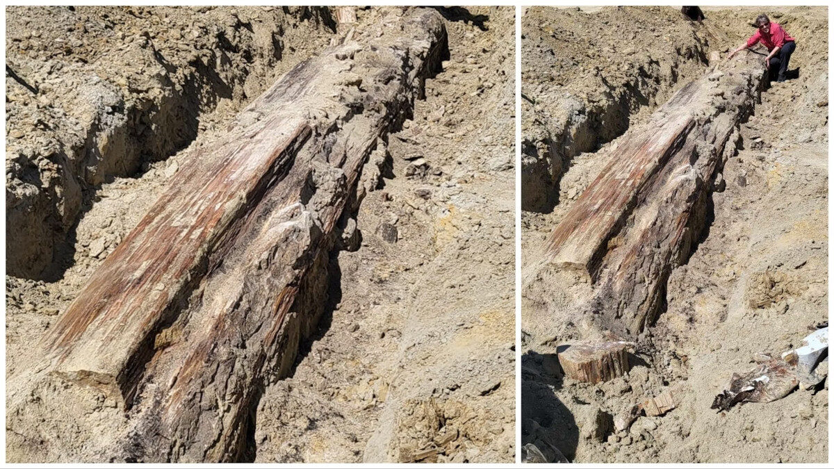 Click to enlarge Petrified tree