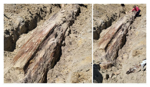 Click to enlarge Petrified tree