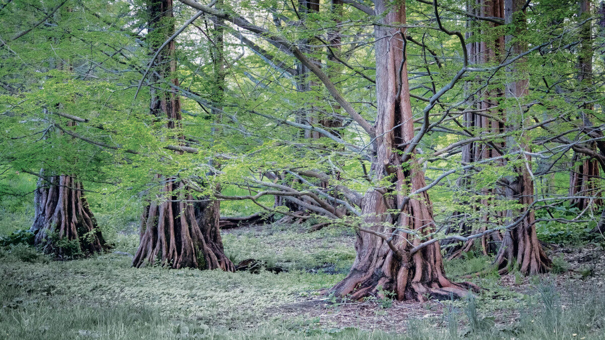 Metasequoia trees