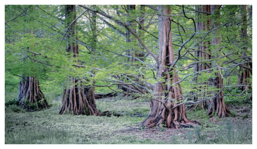 Click to enlarge Metasequoia trees