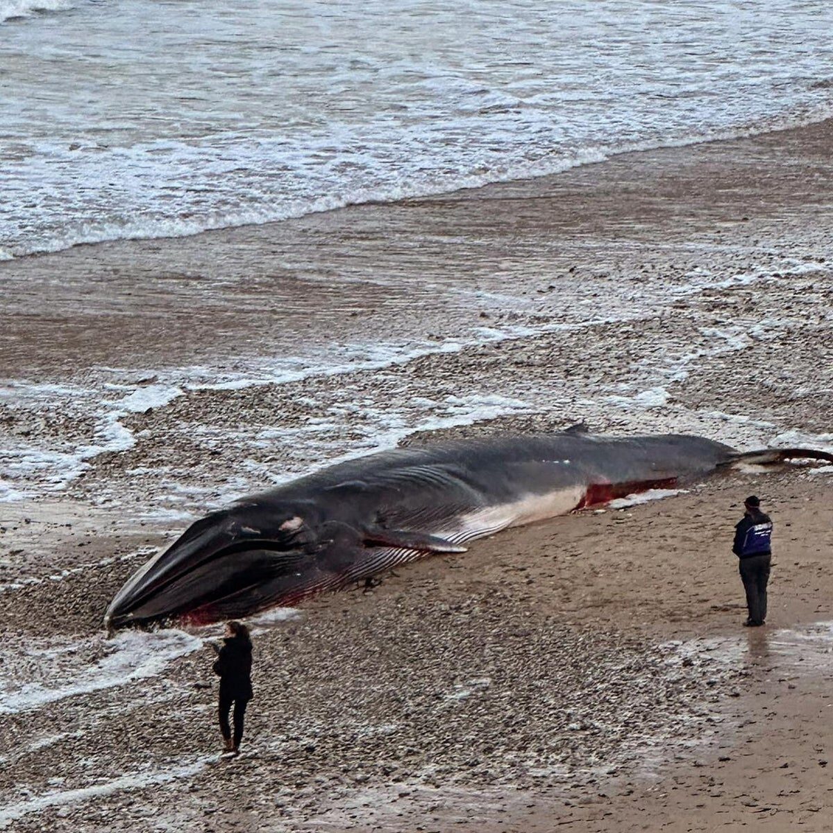 Click to enlarge Police cordon off area after large whale found dead by surfers at Fistral Beach