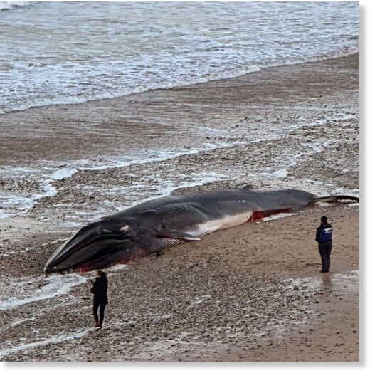 Police cordon off area after large whale found dead by surfers at Fistral Beach