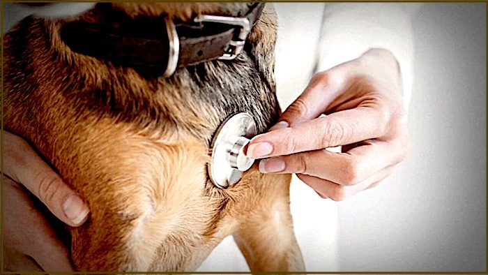 Click to enlarge doghand