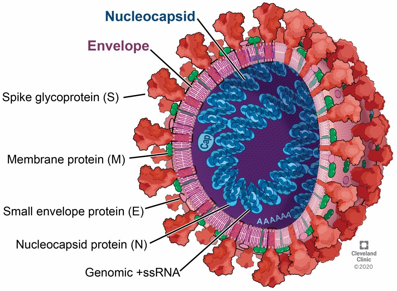 Corona virus