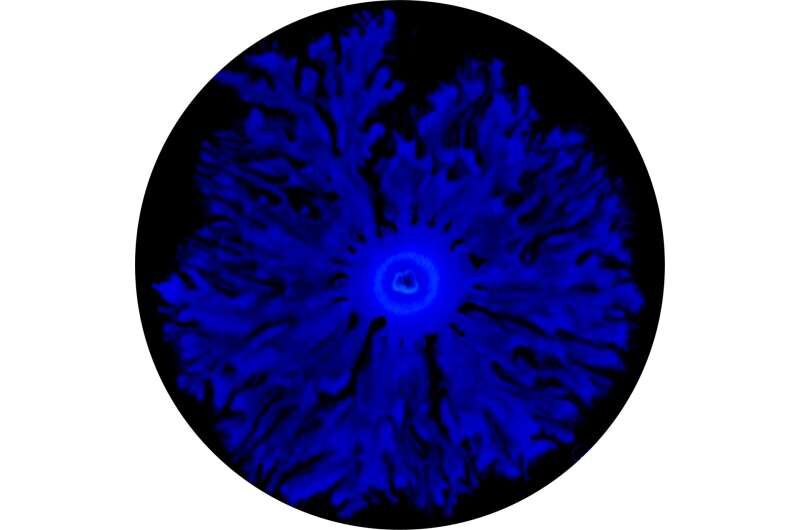 Bacterial swarm